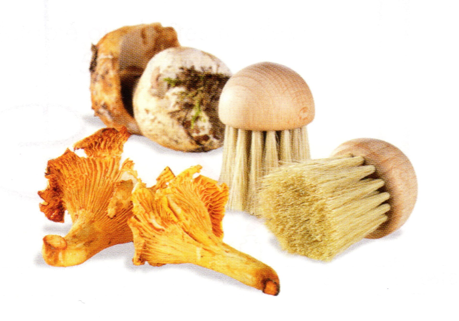 brosse à champignons