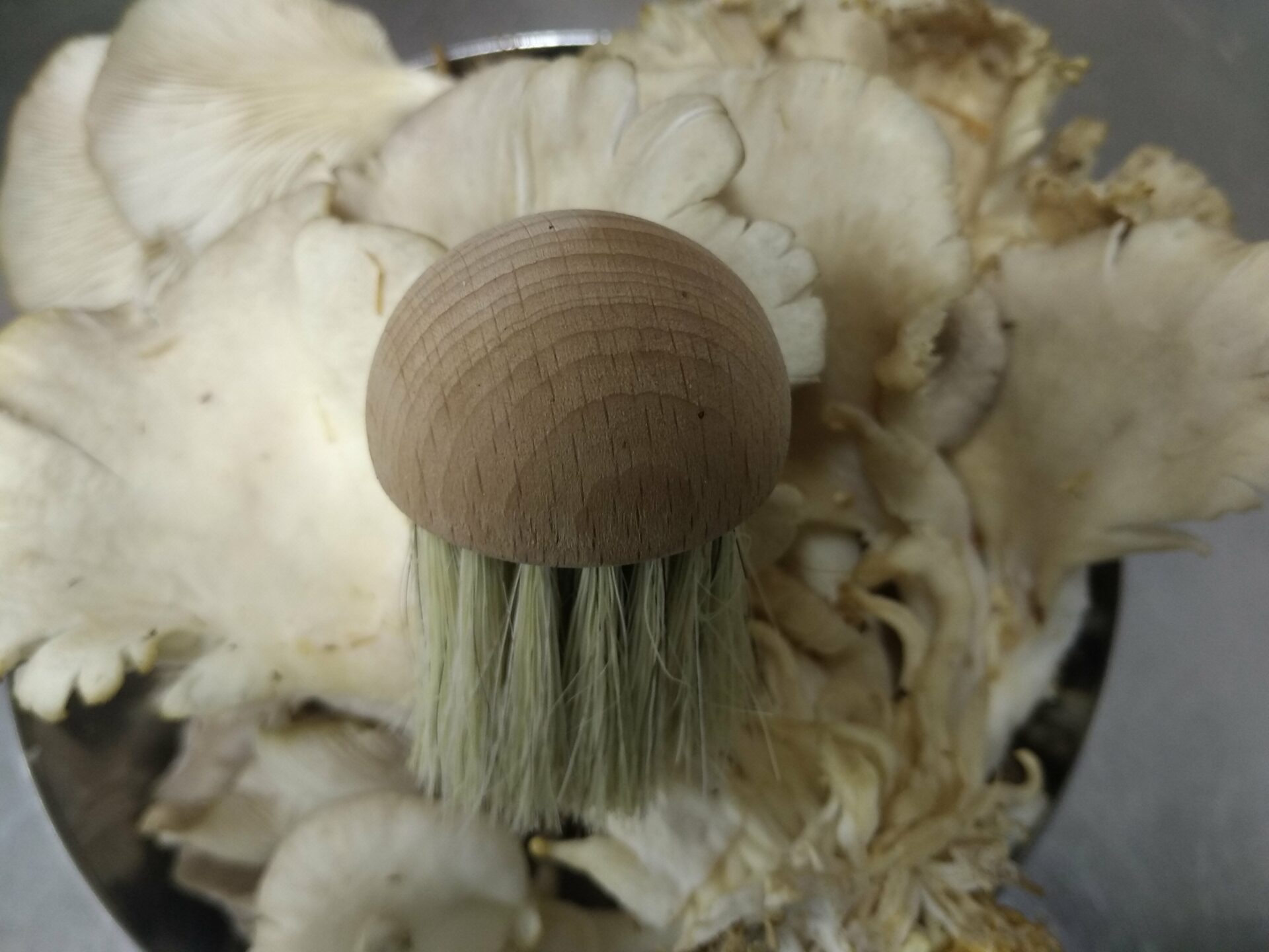 brosse à champignons